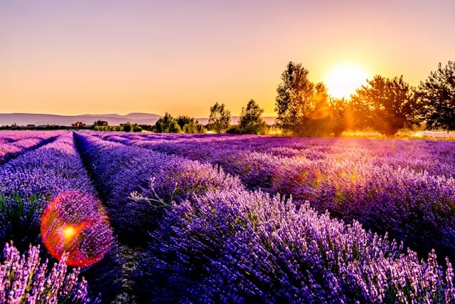 lavender-field-from-provonce